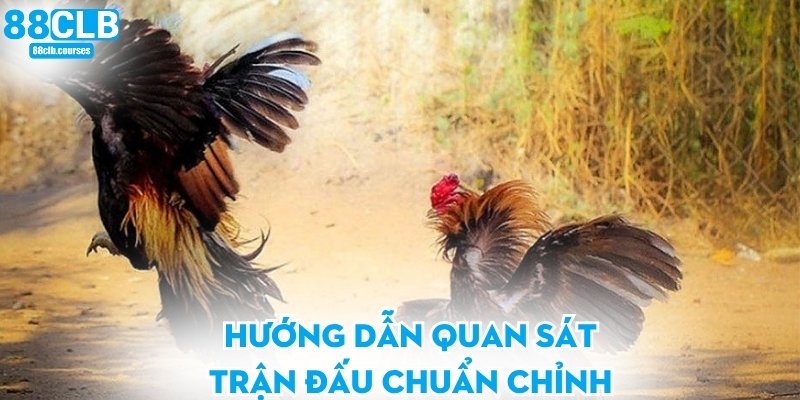 Hướng dẫn quan sát trận đấu chuẩn chỉnh