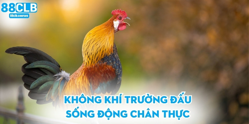Không khí trường đấu sống động chân thực