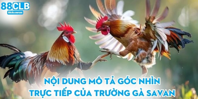 Nội dung mô tả góc nhìn trực tiếp của trường gà Savan