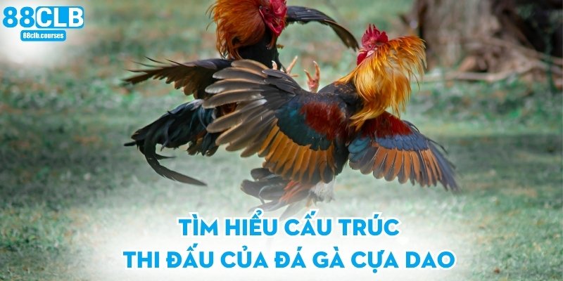 Tìm hiểu cấu trúc thi đấu của đá gà cựa dao
