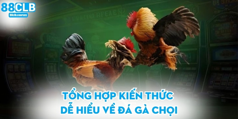 Tổng hợp kiến thức dễ hiểu về đá gà chọi