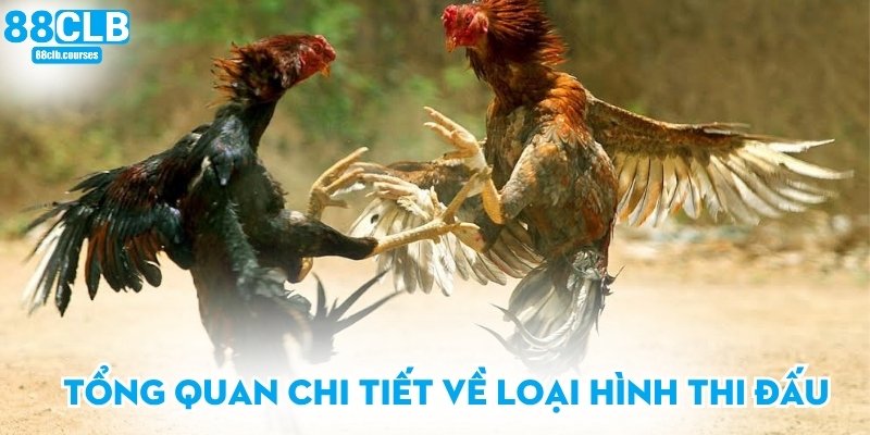 Tổng quan chi tiết về loại hình thi đấu