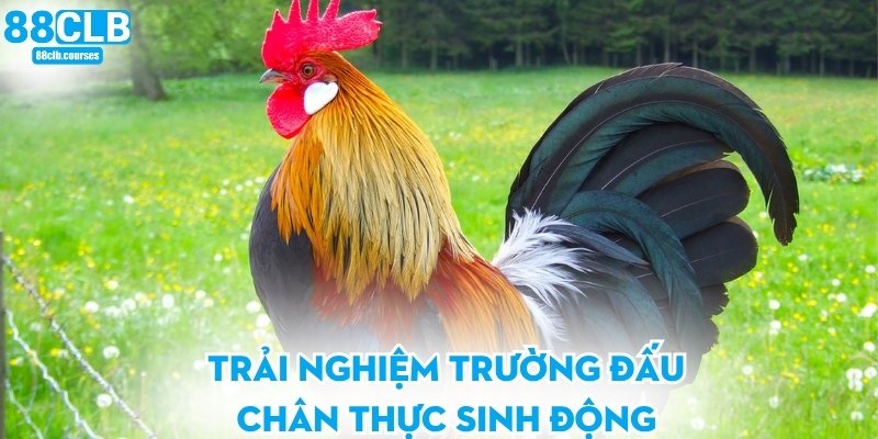 Trải nghiệm trường đấu chân thực sinh động